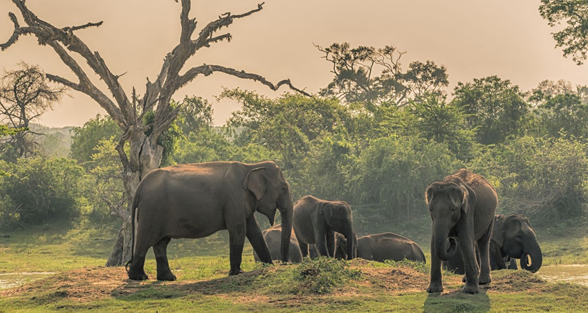 Yala vs Udawalawe wildlife safari comparison - leopards and elephants